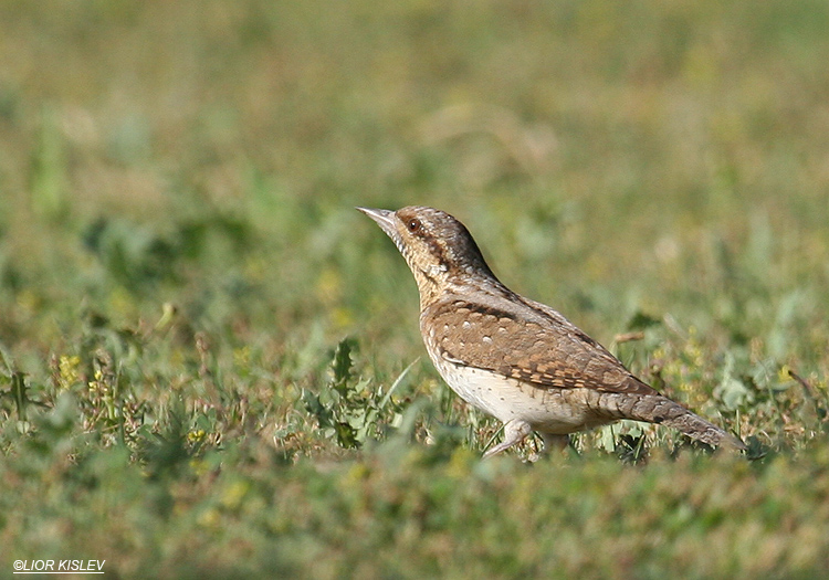 Eurasian Wryneck  Jynx torquilla  ,Lotan 26-04-06  Lior Kislev